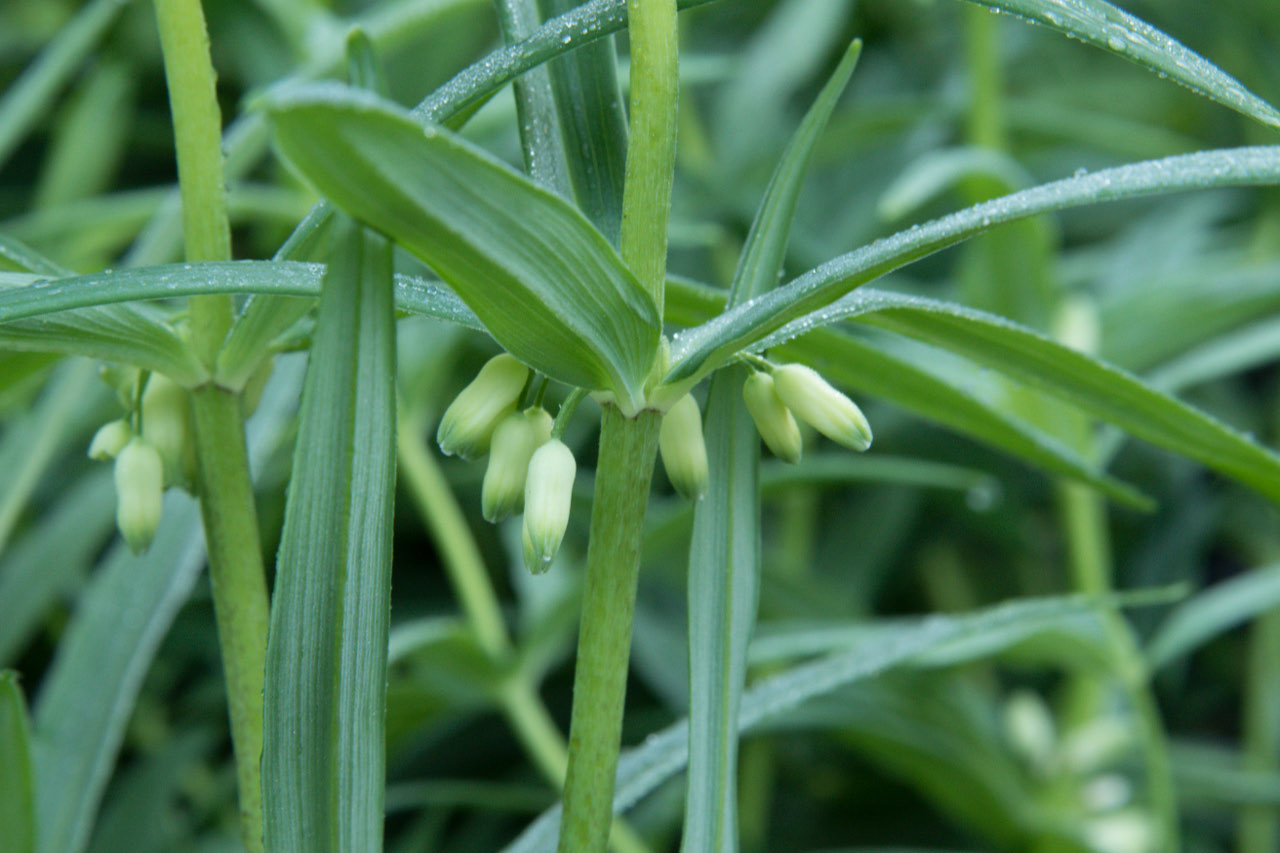 Polygonatum verticillatum Kranssalomonszegel bestellen